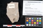 Foto (Objekt + Etikett) von Plantae indet.  (NHMW-GEO-2024-0188-6695)